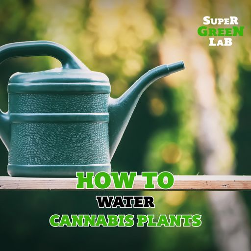 How to Water Cannabis Plants - La Huerta Grow Shop Blog